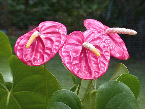 Bacterial Blight of Anthuriums Hawaii's Experience with a